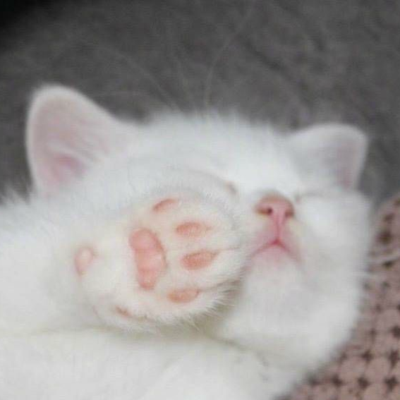 Profile portrait placeholder